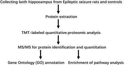 Predicted molecules and signaling pathways for regulating seizures in the hippocampus in lithium-pilocarpine induced acute epileptic rats: A proteomics study